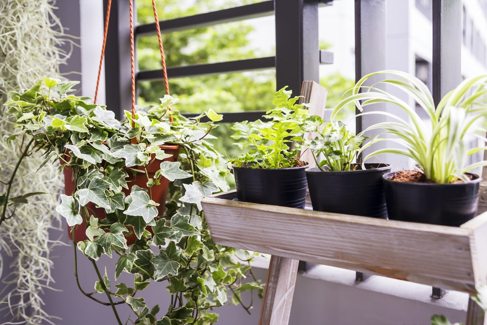 gardening indoors with condo garden